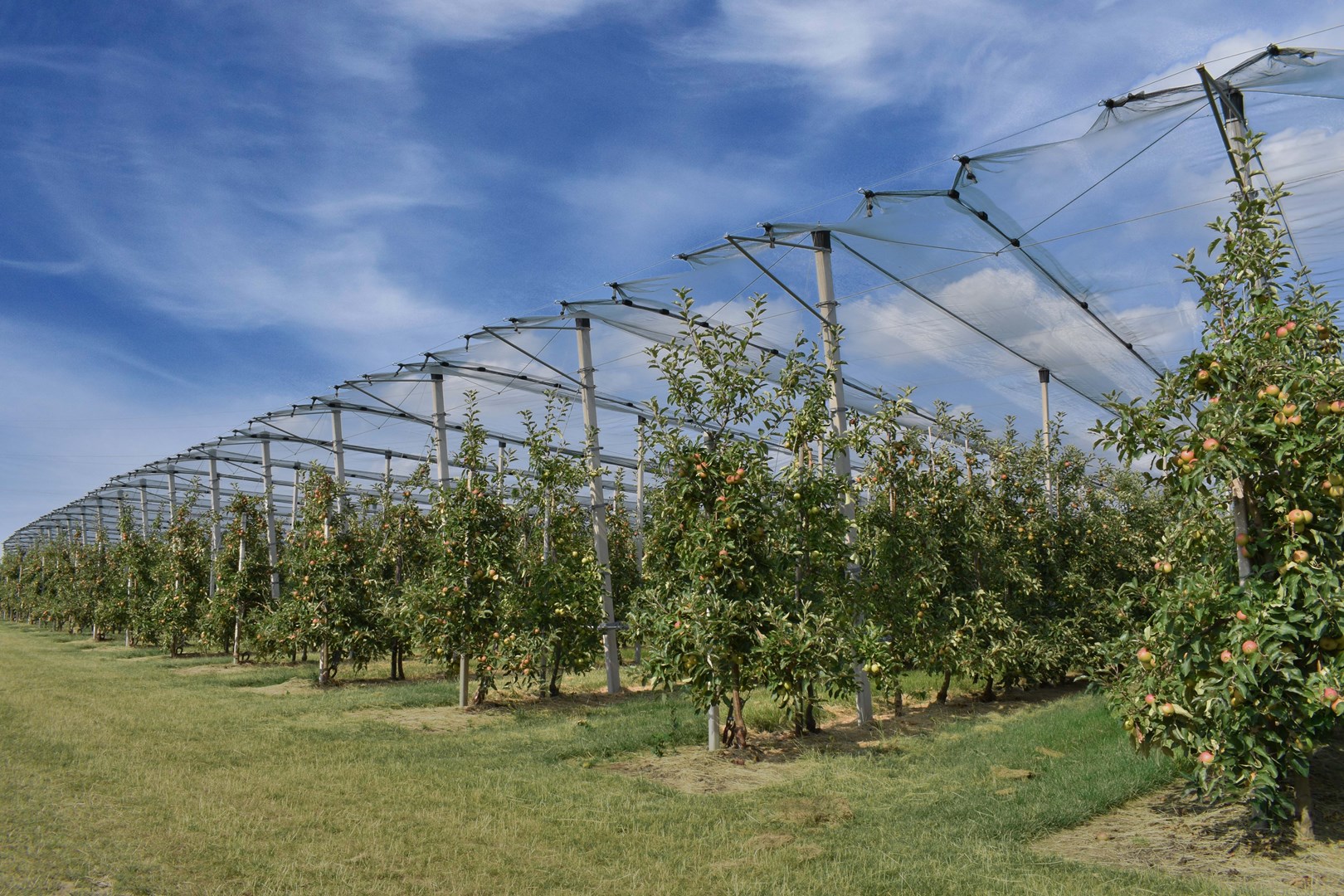 Foto van een hagelnetsysteem over Appels
